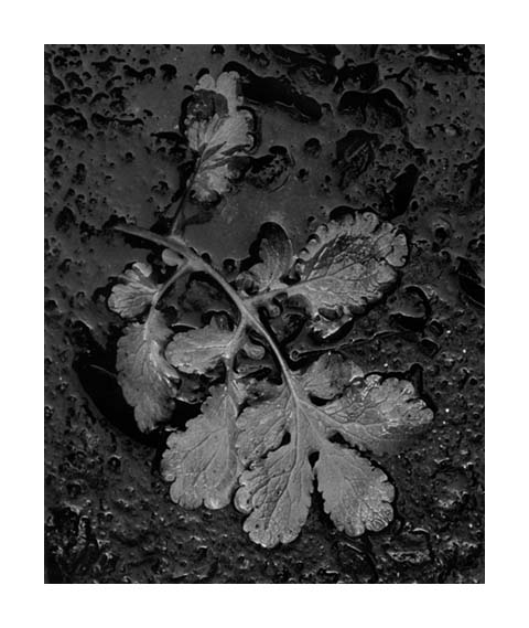 (c) Antonio Rascón Arevalo / Felicitación Navidad 2004